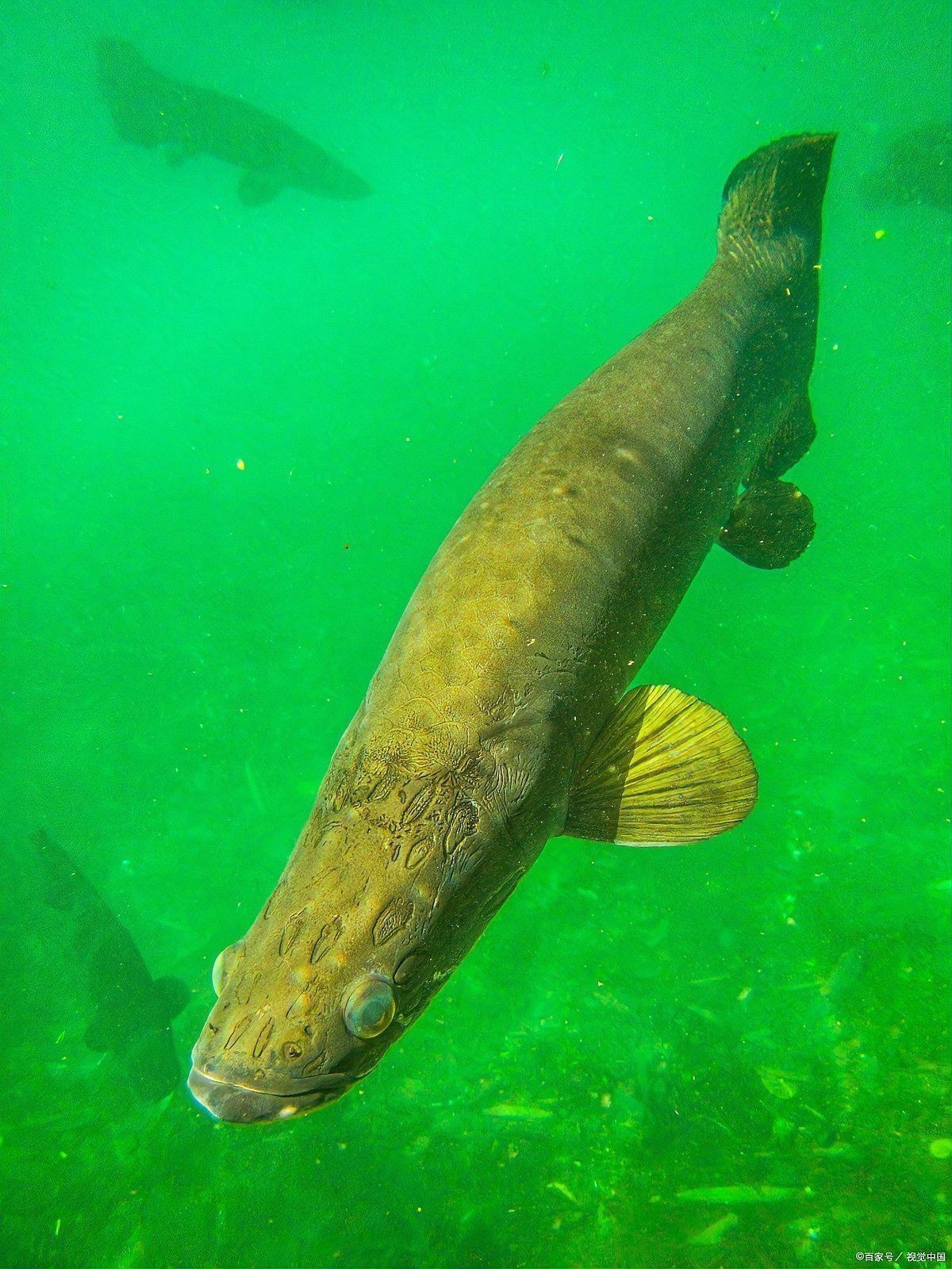 巨骨舌魚會(huì)吃人嗎，骨舌魚是否具有