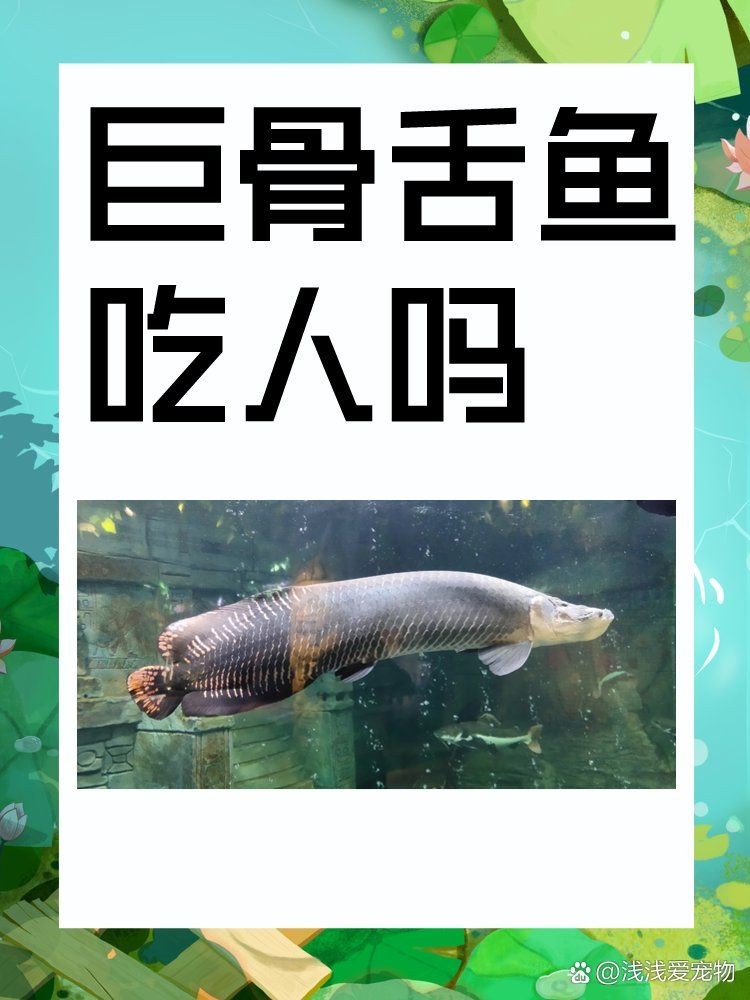 巨骨舌魚會(huì)吃人嗎，骨舌魚是否具有