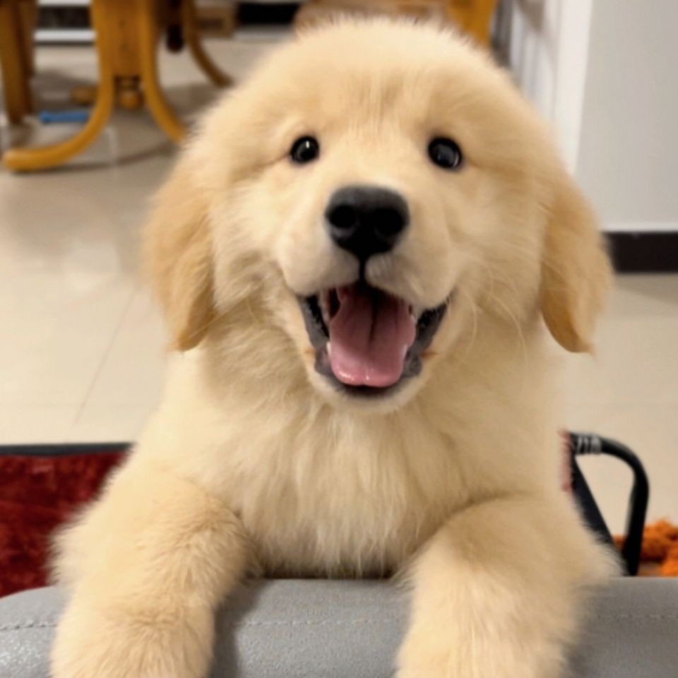 巨骨舌魚會吃人嗎，骨舌魚是否具有