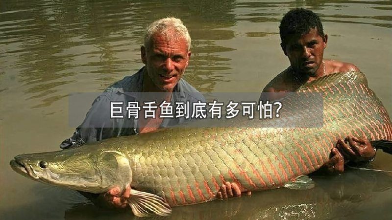 巨骨舌魚會吃人嗎，骨舌魚是否具有