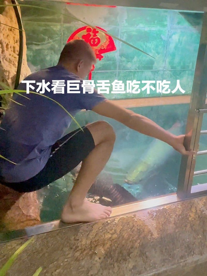 巨骨舌魚會吃人嗎，骨舌魚是否具有