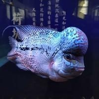 招財魚可以和龍魚混養嗎，財魚與龍魚能否混養？