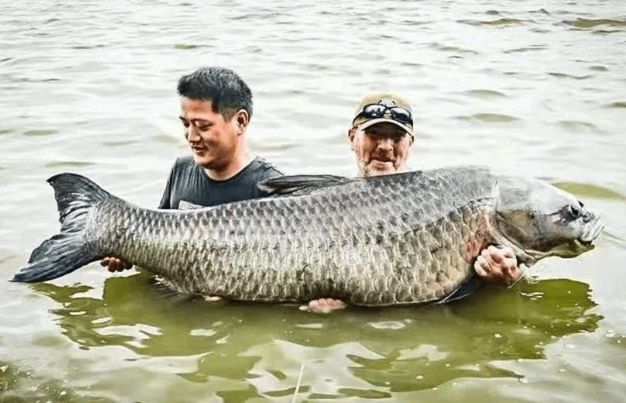 巨暴魚(yú) 簡(jiǎn)介，你可以按需選擇，，探秘巨暴魚(yú)，神秘海洋生物檔案，解鎖巨暴魚(yú)，獨(dú)特生態(tài)身份速覽，聚焦巨暴魚(yú)，海洋 巨暴魚(yú) 簡(jiǎn)介，你可以按需選擇，，探秘巨暴魚(yú)，神秘海洋生物檔案，解鎖巨暴魚(yú)，獨(dú)特生態(tài)身份速覽，聚焦巨暴魚(yú)，海洋 龍魚(yú)百科 第8張