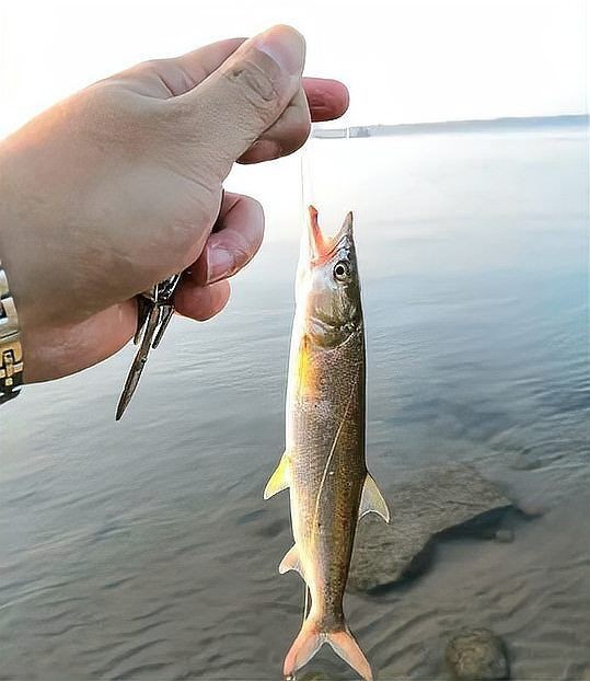 巨暴魚(yú) 簡(jiǎn)介，你可以按需選擇，，探秘巨暴魚(yú)，神秘海洋生物檔案，解鎖巨暴魚(yú)，獨(dú)特生態(tài)身份速覽，聚焦巨暴魚(yú)，海洋 巨暴魚(yú) 簡(jiǎn)介，你可以按需選擇，，探秘巨暴魚(yú)，神秘海洋生物檔案，解鎖巨暴魚(yú)，獨(dú)特生態(tài)身份速覽，聚焦巨暴魚(yú)，海洋 龍魚(yú)百科 第12張