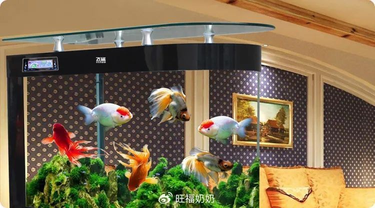 家里的魚突然死了玄學(xué)，魚猝逝，玄
