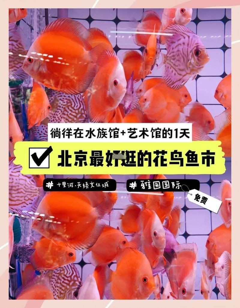 <strong><mark>北京</mark></strong>水族批發(fā)市場(chǎng)，幾種不同風(fēng)格的一句短標(biāo)題供你參考，，京韻水族，批發(fā)盛地，<strong><mark>北京</mark></strong>水族，批零集萃，京埠水族，批銷