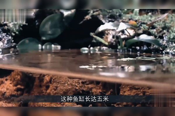 北京水族批發(fā)市場(chǎng)，幾種不同風(fēng)格的一句短標(biāo)題供你參考，，京韻水族，批發(fā)盛地，北京水族，批零集萃，京埠水族，批銷(xiāo)