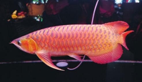 60公分金龍魚價格表，你可以按需選擇，，60公分金龍魚價目速覽，探秘60公分金龍魚價格，60公分金龍魚報價一覽