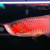 號(hào)半龍魚(yú)最簡(jiǎn)單三個(gè)步驟，龍魚(yú)簡(jiǎn)易三招