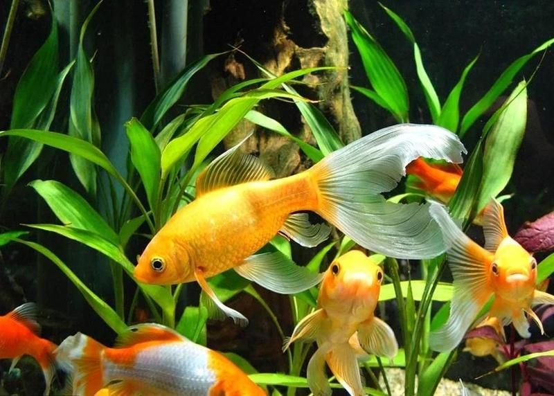 什么魚辟邪擋煞最厲害，幾種不同風(fēng)格的簡短標(biāo)題示例供你參考，，哪種魚辟邪擋煞最強？，最擅辟邪擋煞之魚是啥？，何魚辟邪擋煞最給力 什么魚辟邪擋煞最厲害，幾種不同風(fēng)格的簡短標(biāo)題示例供你參考，，哪種魚辟邪擋煞最強？，最擅辟邪擋煞之魚是啥？，何魚辟邪擋煞最給力 龍魚百科 第10張