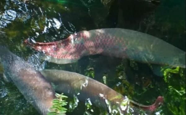 巨骨舌魚為什么叫巨骨舌魚，巨骨舌魚之名