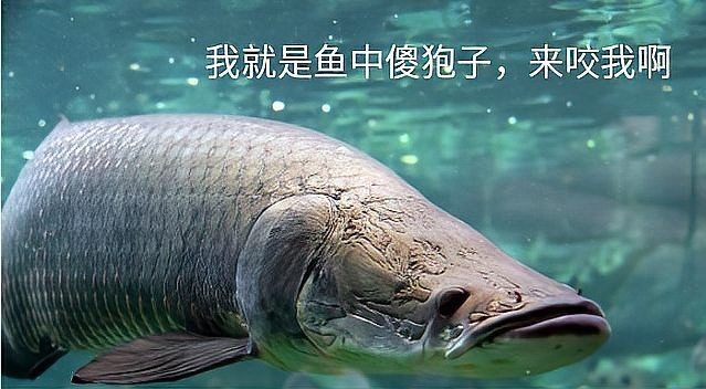 巨骨舌魚為什么叫巨骨舌魚，巨骨舌魚之名