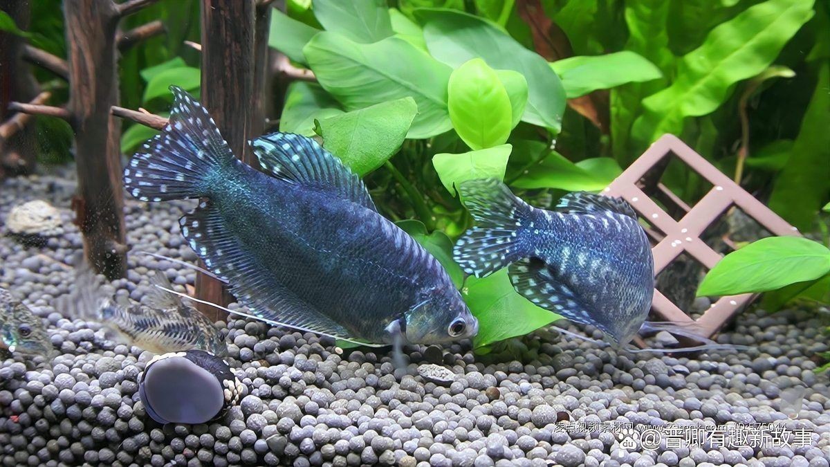 十大養不死的淡水魚，你可以按需選擇，，??十大超皮實淡水魚，咋養都活！，??十大不死身淡水魚大盤點！，??十種超好養、養不死的 十大養不死的淡水魚，你可以按需選擇，，??十大超皮實淡水魚，咋養都活！，??十大不死身淡水魚大盤點！，??十種超好養、養不死的 龍魚百科 第1張