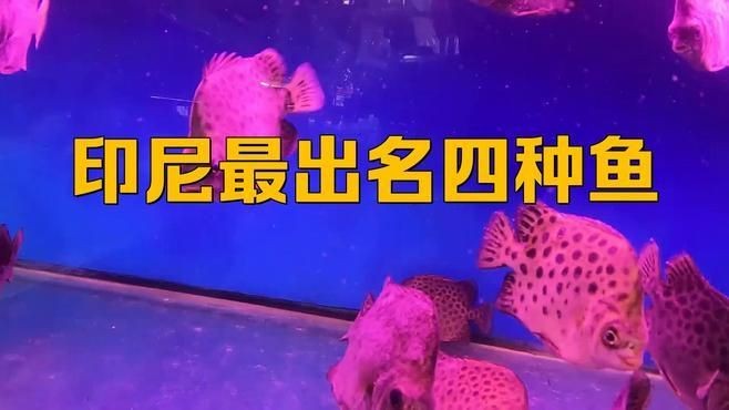 印尼紅龍哪個品種最好，你可以按需選用，，直白詢問型，印尼紅龍何品種為優？，探尋揭秘型，揭秘印尼紅龍最佳品種，好奇引導型，印尼紅龍