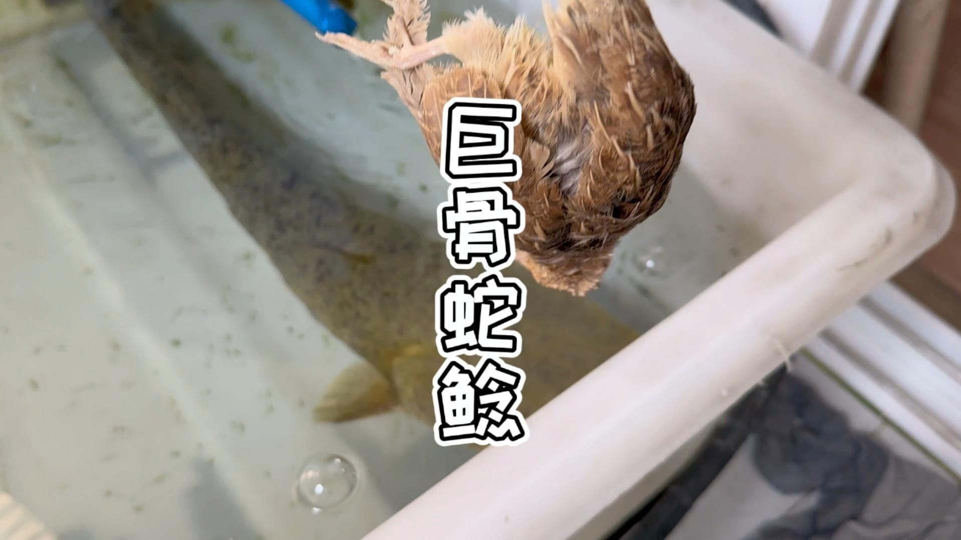 巨骨舌魚進食視頻，幾種不同風格的1句短標題示例，你可以按需選用，，??巨骨舌魚震撼進食瞬間！，??直擊巨骨舌魚大口吞食畫面，??看巨骨