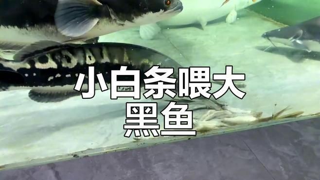 巨骨舌魚進食視頻，幾種不同風格的1句短標題示例，你可以按需選用，，??巨骨舌魚震撼進食瞬間！，??直擊巨骨舌魚大口吞食畫面，??看巨骨