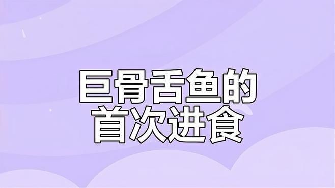巨骨舌魚進食視頻，幾種不同風格的1句短標題示例，你可以按需選用，，??巨骨舌魚震撼進食瞬間！，??直擊巨骨舌魚大口吞食畫面，??看巨骨
