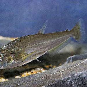 巨爆牙魚好養(yǎng)嗎，幾種不同風(fēng)格的1句短標(biāo)題示例供你參考，，直白風(fēng)，巨爆牙魚養(yǎng)護(hù)難度揭秘，疑問風(fēng)，巨爆牙魚究竟好不好養(yǎng)？，科普風(fēng)，探秘巨爆牙魚的飼養(yǎng)