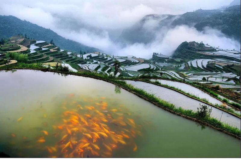麗水魚缸批發市場，幾種不同風格的一句短標題供你參考，，直白型，麗水魚缸批發集散地，吸睛型，探秘麗水魚缸批發寶藏地，實用型，聚焦麗水