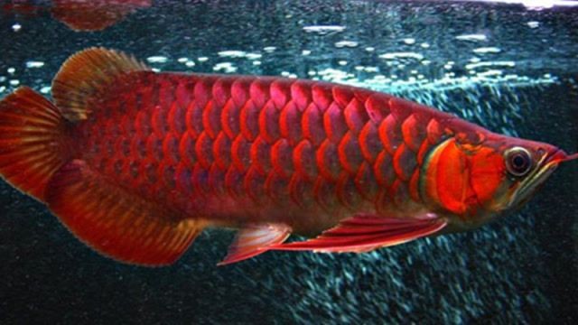 哪種龍魚最貴，你可以按需選用，，探秘最貴龍魚品種！，揭曉，哪種龍魚身價最高？，聚焦！ 哪種龍魚最貴，你可以按需選用，，探秘最貴龍魚品種！，揭曉，哪種龍魚身價最高？，聚焦！ 龍魚百科 第8張