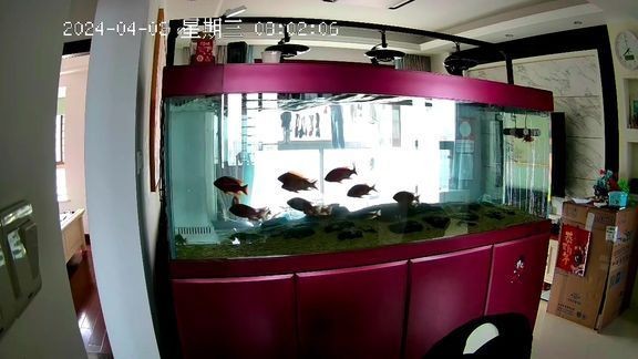 久鼎魚缸官網公眾號，你可以按需選擇，，俏皮風，??久鼎魚缸官微，養魚干貨全在這！，簡潔直白風，久鼎魚缸·官方公眾號，引導關注風，速戳??