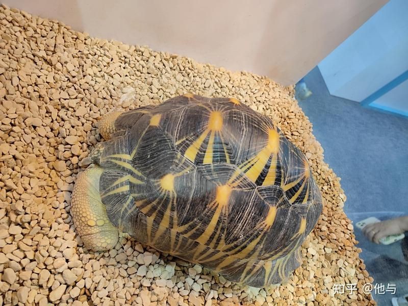 買龍龜的十大忠告，龜選購 買龍龜的十大忠告，龜選購 龍魚百科 第8張