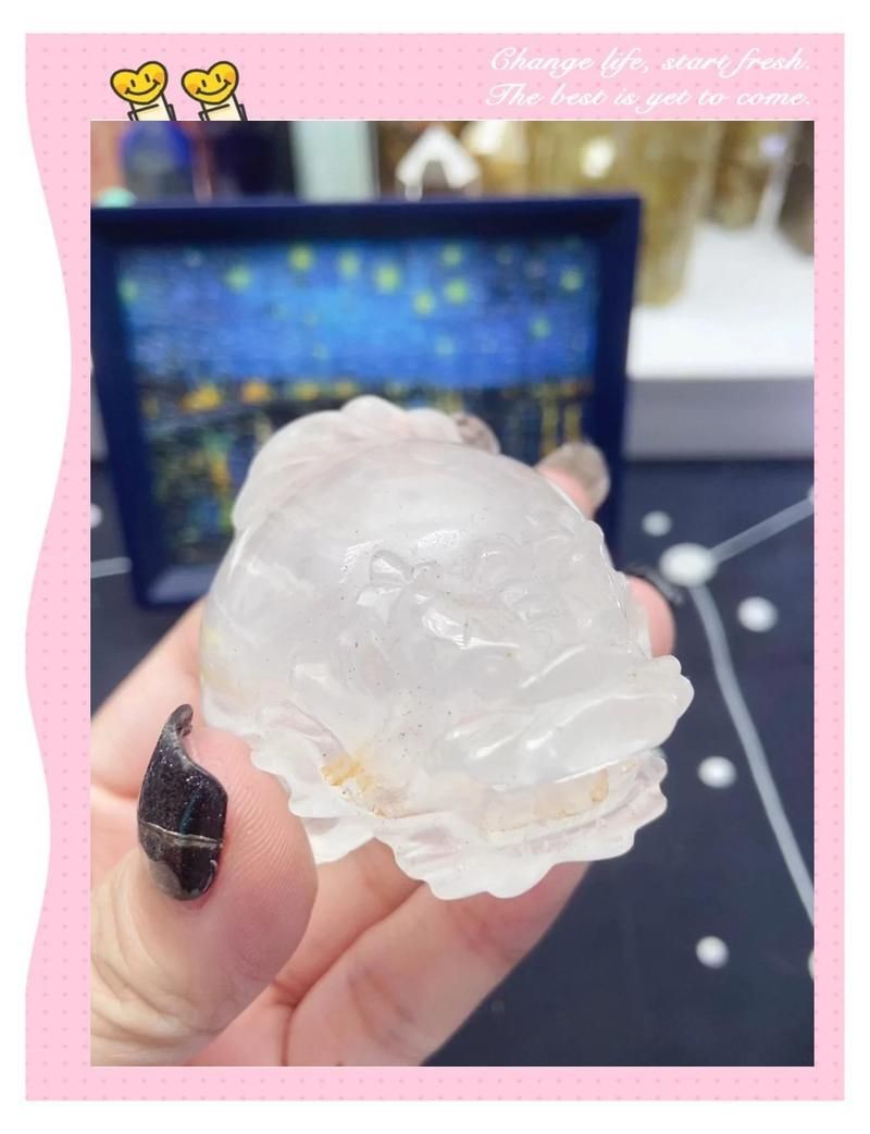 買龍龜的十大忠告，龜選購