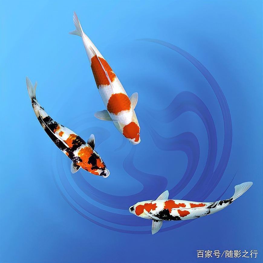 屬龍一生最吉利的魚(yú)，緣錦鯉，福