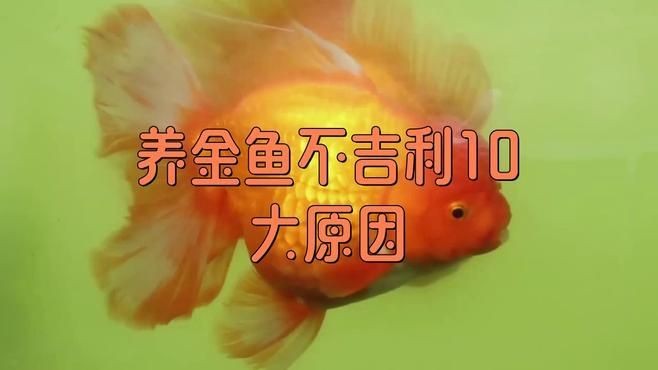 養魚為什么對人不好呢，魚的潛在