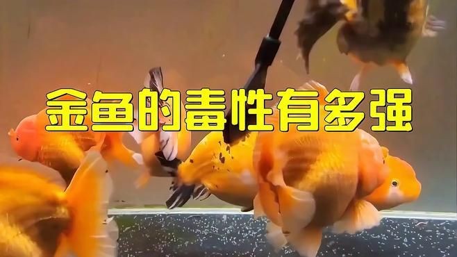 養魚為什么對人不好呢，魚的潛在