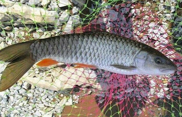 軍魚(yú)為何盡量少吃，你可以按需選用，，科普向，揭秘軍魚(yú)少食緣由，疑問(wèn)風(fēng)，軍魚(yú)緣何要少吃？，警示款，慎食