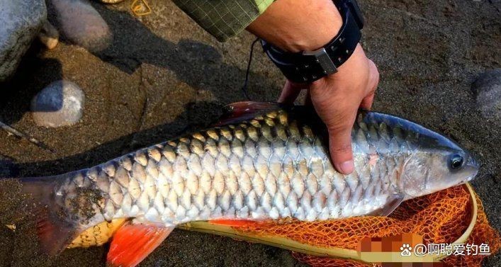 軍魚俗稱什么魚，魚俗稱泰鯪或扯 軍魚俗稱什么魚，魚俗稱泰鯪或扯 龍魚百科 第10張