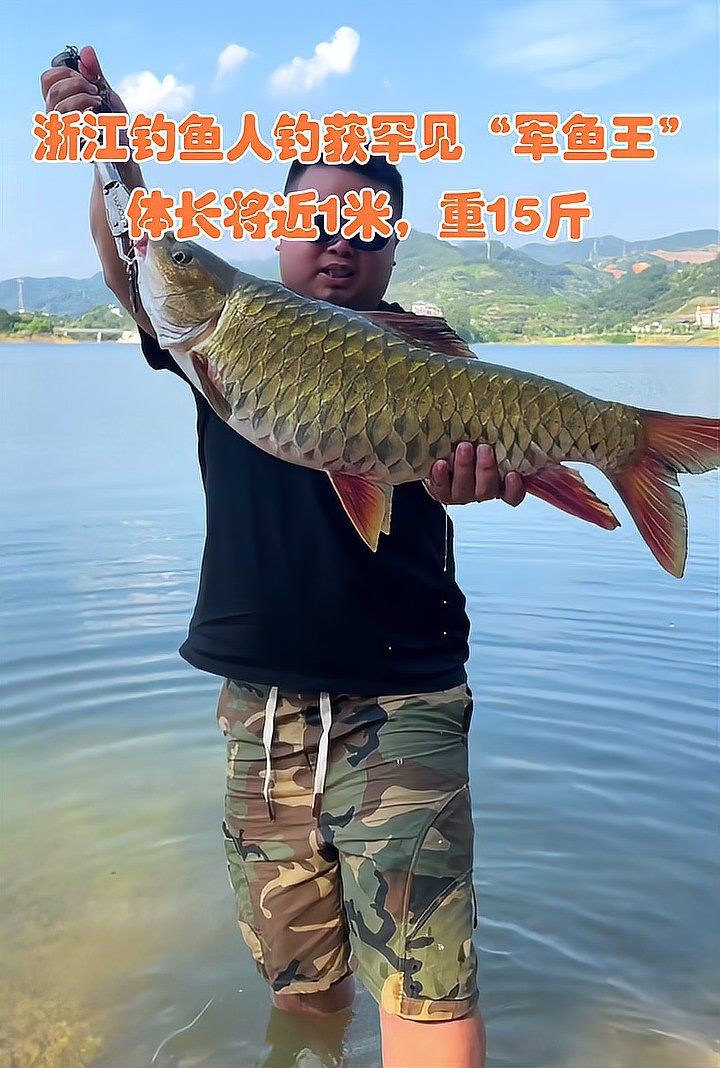 軍魚俗稱什么魚，魚俗稱泰鯪或扯 軍魚俗稱什么魚，魚俗稱泰鯪或扯 龍魚百科 第11張