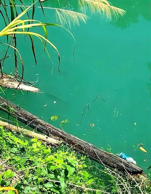 軍魚俗稱什么魚，魚俗稱泰鯪或扯 軍魚俗稱什么魚，魚俗稱泰鯪或扯 龍魚百科 第12張
