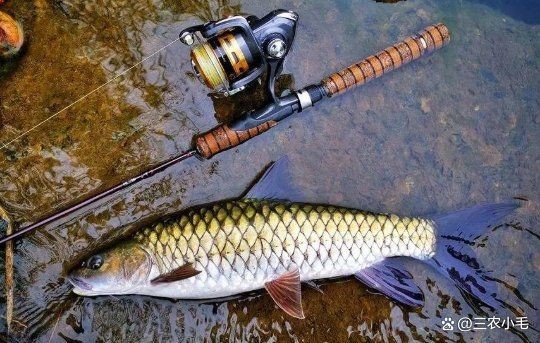 軍魚俗稱什么魚，魚俗稱泰鯪或扯 軍魚俗稱什么魚，魚俗稱泰鯪或扯 龍魚百科 第2張