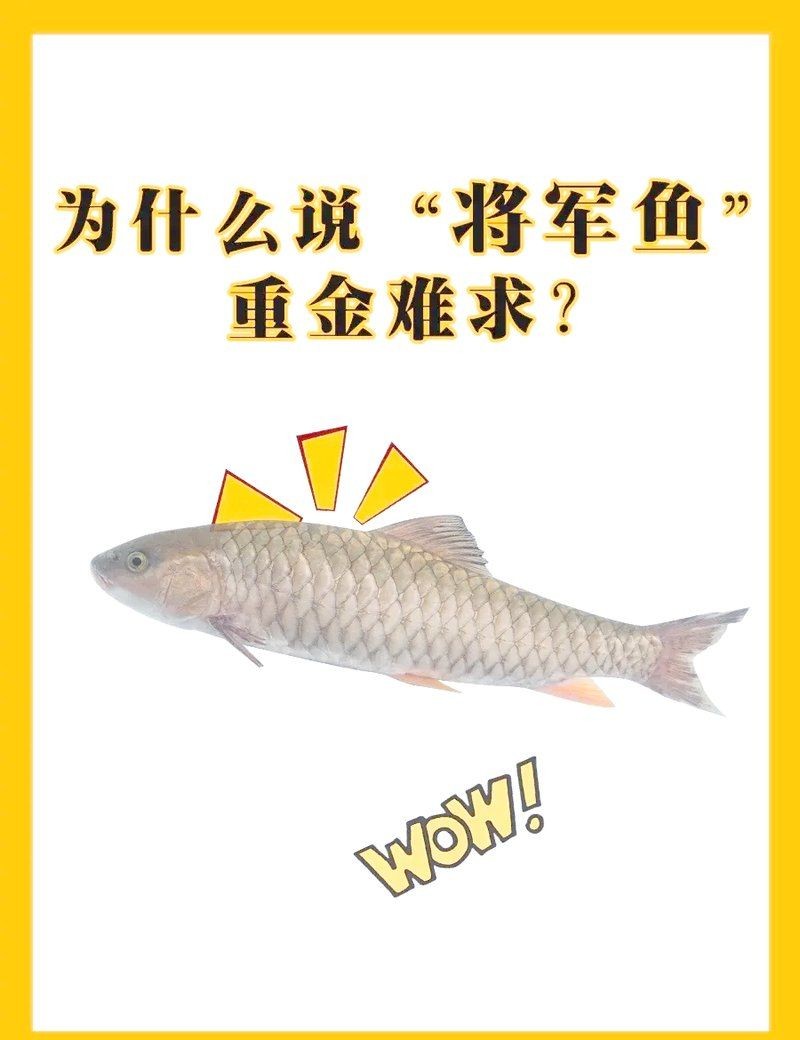 軍魚俗稱什么魚，魚俗稱泰鯪或扯 軍魚俗稱什么魚，魚俗稱泰鯪或扯 龍魚百科 第9張