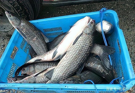 軍魚俗稱什么魚，魚俗稱泰鯪或扯 軍魚俗稱什么魚，魚俗稱泰鯪或扯 龍魚百科 第6張