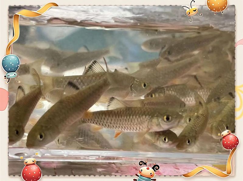 軍魚俗稱什么魚，魚俗稱泰鯪或扯 軍魚俗稱什么魚，魚俗稱泰鯪或扯 龍魚百科 第8張
