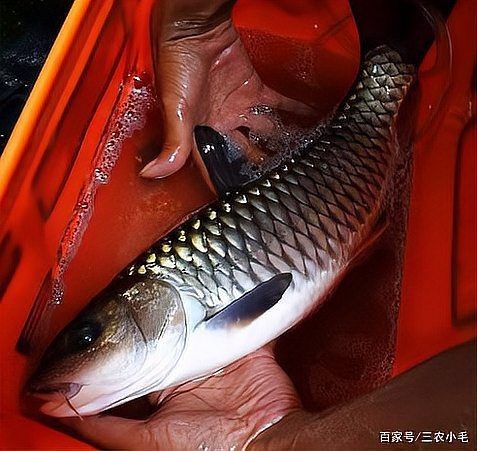 軍魚俗稱什么魚，魚俗稱泰鯪或扯 軍魚俗稱什么魚，魚俗稱泰鯪或扯 龍魚百科 第4張