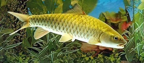 軍魚俗稱什么魚，魚俗稱泰鯪或扯 軍魚俗稱什么魚，魚俗稱泰鯪或扯 龍魚百科 第5張