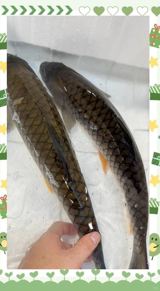 軍魚俗稱什么魚，魚俗稱泰鯪或扯 軍魚俗稱什么魚，魚俗稱泰鯪或扯 龍魚百科 第13張