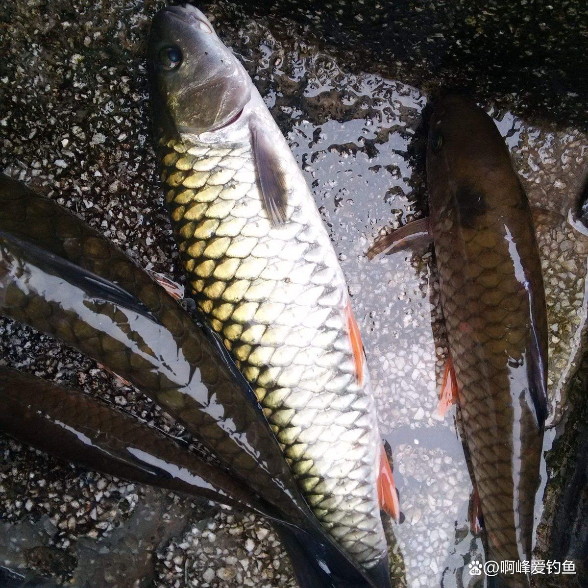 軍魚俗稱什么魚，魚俗稱泰鯪或扯 軍魚俗稱什么魚，魚俗稱泰鯪或扯 龍魚百科 第3張