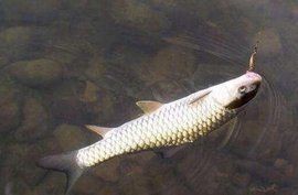 軍魚俗稱什么魚，魚俗稱泰鯪或扯 軍魚俗稱什么魚，魚俗稱泰鯪或扯 龍魚百科 第18張