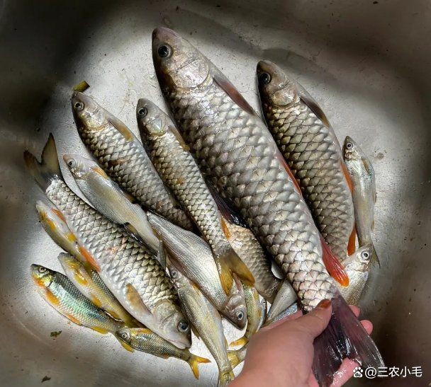 軍魚俗稱什么魚，魚俗稱泰鯪或扯 軍魚俗稱什么魚，魚俗稱泰鯪或扯 龍魚百科 第1張