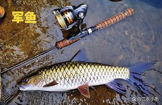 軍魚俗稱什么魚，魚俗稱泰鯪或扯 軍魚俗稱什么魚，魚俗稱泰鯪或扯 龍魚百科 第7張