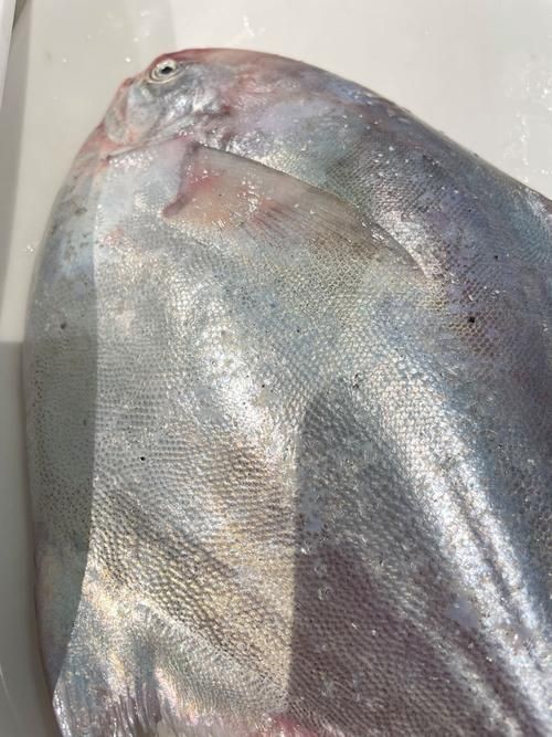 各種鯧魚圖片大全，魚圖鑒集錦