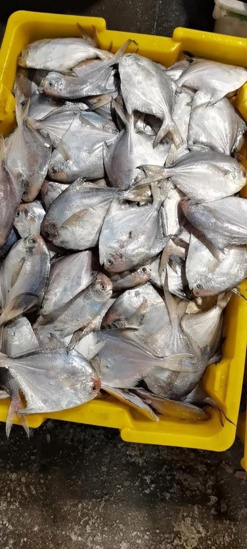 各種鯧魚圖片大全，魚圖鑒集錦