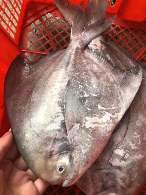 各種鯧魚圖片大全，魚圖鑒集錦