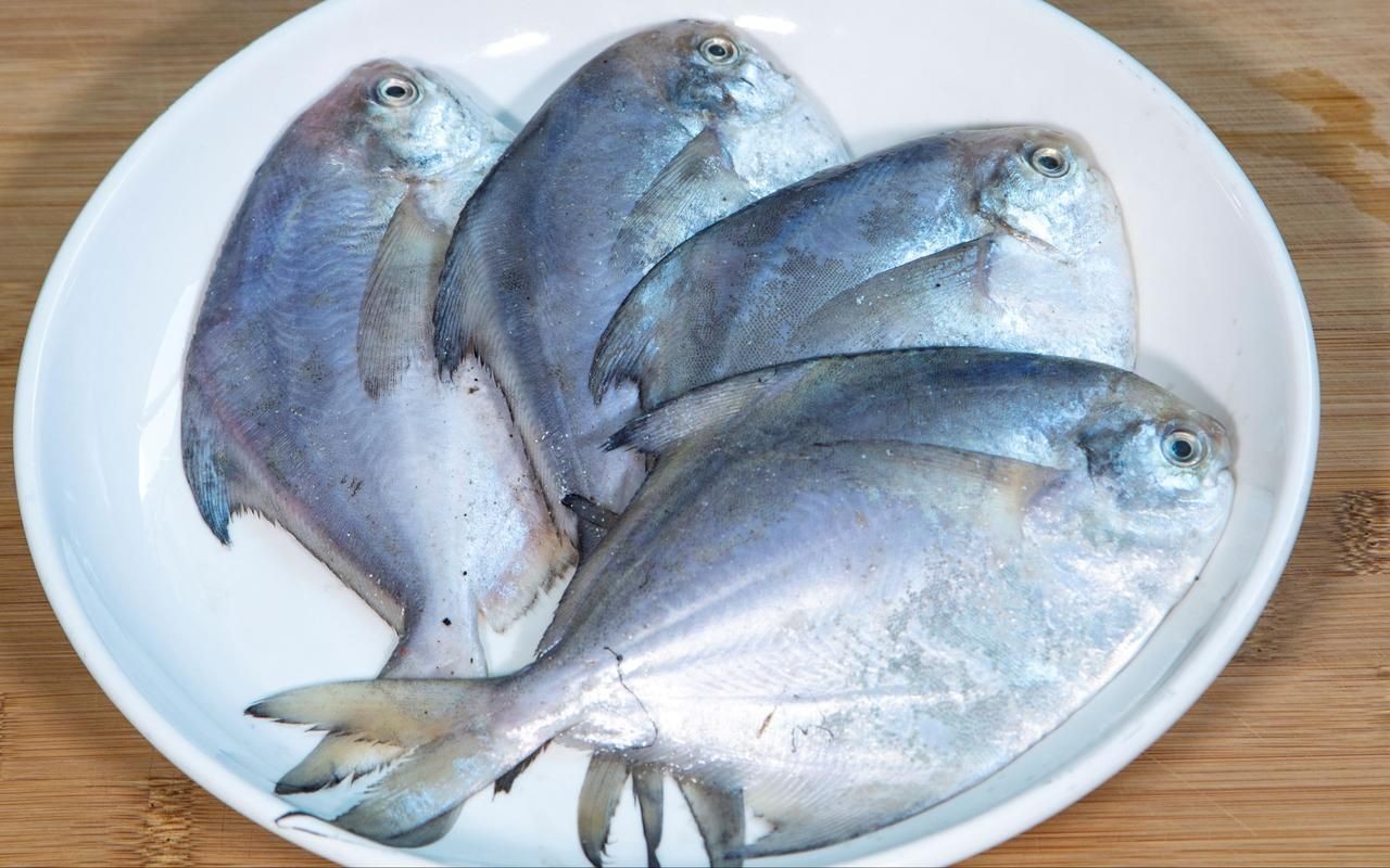 各種鯧魚圖片大全，魚圖鑒集錦