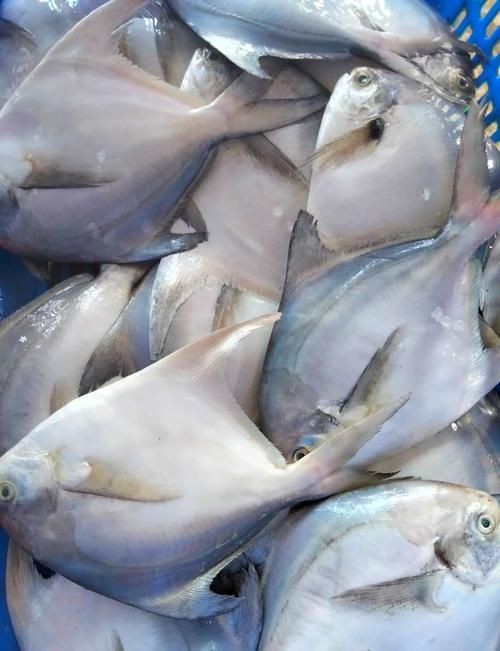 各種鯧魚圖片大全，魚圖鑒集錦